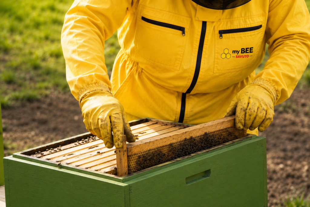 Apiario a febbraio: cosa fare per preparare le api alla primavera