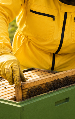 Apiario a febbraio: cosa fare per preparare le api alla primavera