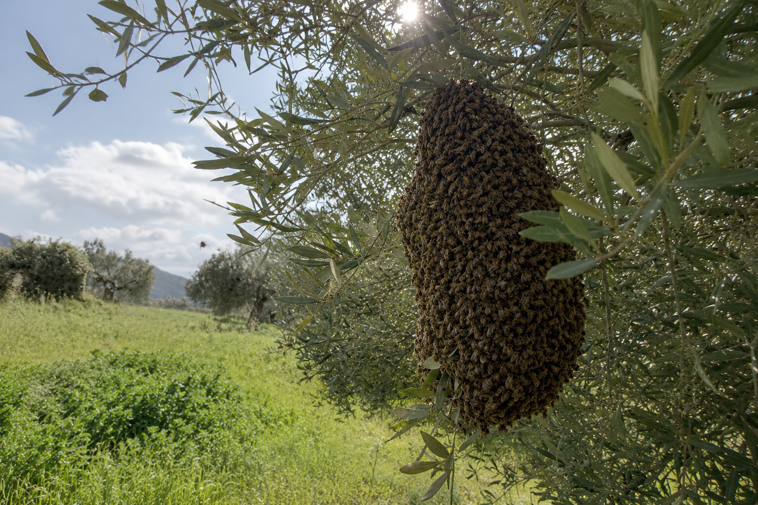 Sciamatura delle api con sciame raccolto su un ramo di ulivo